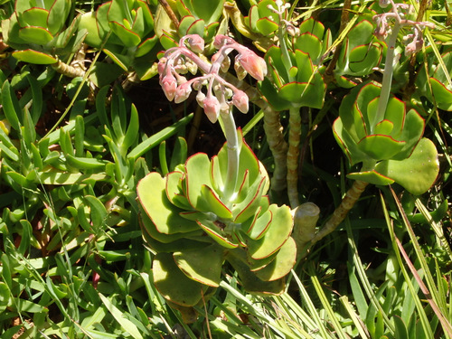 Kirstenbosch National Botanical Garden.